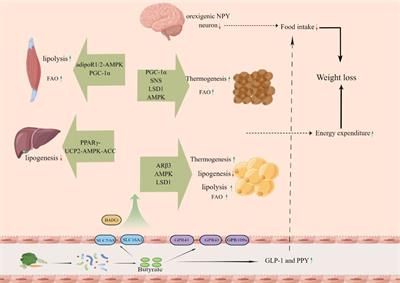 Butyrate and obesity: Current research status and future prospect